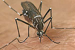 Insect, insects, mozzie, mozzies, mosquito, mosquitos, mosquitoes, aedes, aedes aegyptii, fever, fevers, yellow fever mosquito, yellow fever mosquitoes, yellow fever, skin, human skin.