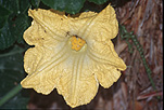 Pumpkin, pumpkins, pumpkin flower, pumpkin flowers, female flower, female flowers, female pumpkin flower, female pumpkin flowers, ant, ants, yellow, yellow flower, yellow flowers, flower, flowers.