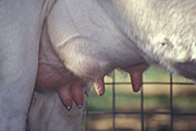 Farming, Farmland, farm, farms, Agriculture, livestock, cow, cows, animal, animals, cattle, meat industry, meat trade, udder, udders, cows udder, cows udders, teat, teats, cows teat, cows teats, dairy cow, dairy cows, dairy farm, dairy farms, dairy farming.