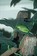 Amphibian, amphibians, amphibious, frog, frogs, tree frog, tree frogs, green tree frog, green tree frogs, litoria, caerulea, litoria caerulea, australia, australian, queensland, qld.