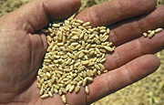 Rural, Rural Scene, Rural Scenes, Farming, Farmland, farm, farms, Agriculture, crop, crops, wheat, hand, hands, human hand, human hands, grain, grains, white grain, wheat grains, agriculture, finger, fingers, grain, grains, wheat grain, wheat grains, grain of wheat, grains of wheat, grain, grains, wheat grain, wheat grains, grain of wheat, grains of wheat.