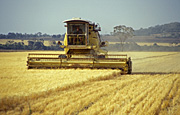 Rural, Rural Scene, Rural Scenes, Farming, Farmland, farm, farms, agriculture, crop, crops, wheat, wheat crop, wheat crops, harvest, harvesting, combine harvestor, combine harvestors, wheat field, wheat fields, wheat harvest, wheat harvesting, Qld, Queensland, Australia, machine, machines, machinery, agricultural machinery, farming machinery, farming equipment, agricultural equipment, rural, rural scene, rural scenes.