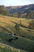 Farming, Farmland, farm, farms, agriculture, animal, animals, cattle, meat industry, meat trade, cow, cows, livestock, rural, rural scene, rural scenes, graze, grazing, Australia, New South Wales, hawkesbury, hawkesbury area, hawkesbury region, hawkesbury district, hawkesbury, hawkesbury valley, Australia, New South Wales, hill, hills, rolling hill, rolling hills.