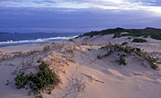 Australia, New South Wales, National Park, National Parks, Myall Lakes, Myall Lakes National Park, National Park, National Parks, dune, dunes, sand dune, sand dunes.