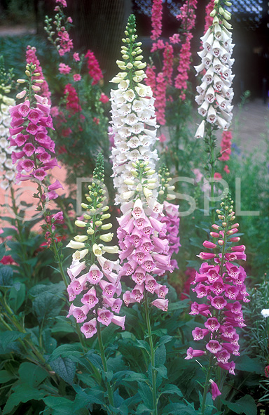 FOXGLOVES (DIGITALIS) SYDNEY, AUSTRALIA