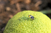 Insect, insects, beetle, beetles, leaf, leaf beetle, leaf beetles, citrus, citrus fruit, citrus fruits, lemon, lemons, citrus, citrus tree, citrus trees.