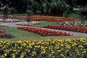 Canada, vancouver, vancouver island, british columbia, victoria, garden, gardens, marigold, marigolds, tagetes, begonia, begonias, lawn, lawns.