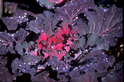 Vegetable, vegetables, Brassica, kale, ornamental cabbage, ornamental cabbages, collard, collards, ornamental kale, brassica oleracea, acaphala.