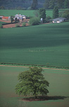 England, UK, United Kingdom, Great Britain, Wye, Wye Valley, Valley, Valleys, farm, farms, farmland, farming, tree, trees, rural, rural scene, rural scenes, hereford.