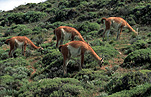 Animal, animals, chile, vicuna, vicunas, torres del paine, torres del paine massif, vicugna, vicugna vicugna, camelid, camelid family, camelidae.