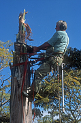 Gardening, gardener, gardeners, people, occupation, occupations, tree, trees, pruning, tree lopper, tree loppers, tree lopping, tree cutting, cutting trees, lopping, harness, safety harness, saw, saws, sawing, tree sawing, cutting down tree, cutting down trees, cutting down tree, man, men, male, males, pruning, Royalty Free Image