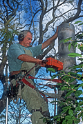 Gardening, gardener, gardeners, people, occupation, occupations, tree, trees, pruning, tree lopper, tree loppers, tree lopping, tree cutting, cutting trees, lopping, harness, safety harness, saw, saws, sawing, tree sawing, cutting down tree, cutting down trees, cutting down tree, man, men, male, males, electric saw, electric saws, pruning, Royalty Free Image