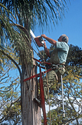 Gardening, gardener, gardeners, people, occupation, occupations, tree, trees, pruning, tree lopper, tree loppers, tree lopping, tree cutting, cutting trees, lopping, harness, safety harness, saw, saws, sawing, tree sawing, cutting down tree, cutting down trees, cutting down tree, man, men, male, males, sky, skies, blue sky, blue skies, palm, palms, palm tree, palm trees, electric saw, electric saws, pruning, Royalty Free Image