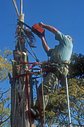 TREE LOPPER AT WORK IN A SUBURBAN GARDEN IN SYDNEY, NEW SOUTH WALES, AUSTRALIA
