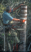 Gardening, gardener, gardeners, people, occupation, occupations, tree, trees, pruning, tree lopper, tree loppers, tree lopping, tree cutting, cutting trees, lopping, harness, safety harness, saw, saws, sawing, tree sawing, cutting down tree, cutting down trees, cutting down tree, man, men, male, males, electric saw, electric saws, pruning, Royalty Free Image