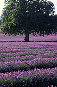 Farming, Farmland, farm, farms, Agriculture, Farm, Farms, tree, trees, Farming, lavender, lavandula, lavandula augustifolia, lavender farm, lavender farms, lavender farming, lavender growers, lavender growing, lavender oil, lavender field, lavender fields, Tassie, Tas, Tasmania, rural, rural scene, rural scenes, tree, trees, farm, farms, Daisy Jane,