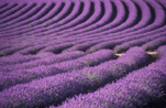 Farming, Farmland, farm, farms, Agriculture, Farm, Farms, Farming, lavender, lavandula, lavandula augustifolia, lavender farm, lavender farms, lavender farming, lavender growers, lavender growing, lavender oil, lavender field, lavender fields, Tassie, Tas, Tasmania, rural, rural scene, rural scenes, Daisy Jane,