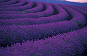 Farming, Farmland, farm, farms, Agriculture, Farm, Farms, Farming, lavender, lavandula, lavandula augustifolia, lavender farm, lavender farms, lavender farming, lavender growers, lavender growing, lavender oil, lavender field, lavender fields, Tassie, Tas, Tasmania, rural, rural scene, rural scenes, Daisy Jane,