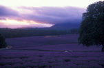 Farming, Farmland, farm, farms, Agriculture, Farm, Farms, Farming, lavender, lavandula, lavandula augustifolia, lavender farm, lavender farms, lavender farming, lavender growers, lavender growing, lavender oil, lavender field, lavender fields, Tassie, Tas, Tasmania, rural, rural scene, rural scenes, cloud, clouds, Daisy Jane,