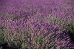 Farming, Farmland, farm, farms, Agriculture, Farm, Farms, Farming, flower, flowers, lavender, lavandula, lavandula augustifolia, lavender farm, lavender farms, lavender farming, lavender growers, lavender growing, lavender oil, lavender field, lavender fields, Tassie, Tas, Tasmania, rural, rural scene, rural scenes, Daisy Jane,