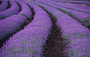 Farming, Farmland, farm, farms, Agriculture, lavender, lavandula, lavandula augustifolia, lavender farm, lavender farms, lavender farming, lavender growers, lavender growing, lavender oil, lavender field, lavender fields, Tassie, Tas, Tasmania, rural, rural scene, rural scenes, Daisy Jane,