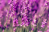 Farming, Farmland, farm, farms, herb, herbs, Agriculture, lavender, lavandula, lavandula augustifolia, lavender farm, lavender farms, lavender farming, lavender growers, lavender growing, lavender oil, lavender field, lavender fields, Tassie, flower industry, purple flower, purple flower, purple flowers, english lavender, labiatae, Tas, Tasmania, rural, rural scene, rural scenes, Daisy Jane,