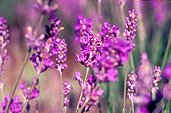Farming, Farmland, farm, farms, herb, herbs, Agriculture, lavender, lavandula, lavandula augustifolia, lavender farm, lavender farms, lavender farming, lavender growers, lavender growing, lavender oil, lavender field, lavender fields, Tassie, flower industry, purple flower, purple flower, purple flowers, english lavender, labiatae, Tas, Tasmania, rural, rural scene, rural scenes, Daisy Jane,