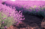 Farming, Farmland, farm, farms, herb, herbs, Agriculture, Farm, Farms, Farming, lavender, lavandula, lavandula augustifolia, lavender farm, lavender farms, lavender farming, lavender growers, lavender growing, lavender oil, lavender field, lavender fields, Tassie, flower industry, purple flower, purple flower, purple flowers, english lavender, labiatae, Tas, Tasmania, rural, rural scene, rural scenes, Daisy Jane,