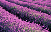 Farming, Farmland, farm, farms, herb, herbs, Agriculture, Farm, Farms, Farming, lavender, lavandula, lavandula augustifolia, lavender farm, lavender farms, lavender farming, lavender growers, lavender growing, lavender oil, lavender field, lavender fields, Tassie, flower industry, purple flower, purple flower, purple flowers, english lavender, labiatae, Tas, Tasmania, rural, rural scene, rural scenes, Daisy Jane,