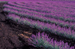 Farming, Farmland, farm, farms, herb, herbs, Agriculture, Farm, Farms, Farming, lavender, lavandula, lavandula augustifolia, lavender farm, lavender farms, lavender farming, lavender growers, lavender growing, lavender oil, lavender field, lavender fields, Tassie, flower industry, purple flower, purple flower, purple flowers, english lavender, labiatae, Tas, Tasmania, rural, rural scene, rural scenes, Daisy Jane,