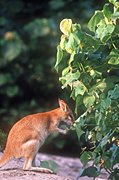Animal, Animals, Australia, Australian, Australian animal, Australian animals, macropod, macropods, macropus, mammal, mammals, marsupial, marsupials, wallabia, kangaroo, kangaroos, wallaby, wallabies, agile, agile wallaby, agile wallabies, macropus, agilis, macropus agilis.