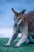 Animal, Animals, Australia, Australian, Australian animal, Australian animals, macropod, macropods, macropus, mammal, mammals, marsupial, marsupials, wallabia, kangaroo, kangaroos, wallaby, wallabies, agile, agile wallaby, agile wallabies, macropus, agilis, macropus agilis.