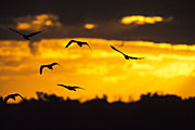 SUNSET WITH BIRDS IN FLIGHT, QUEENSLAND, AUSTRALIA