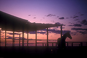 Farming, Farmland, farm, farms, Animal, Animals, Horse, horses, sunset, sunsets, sunrises and sunsets, mood, mood scene, mood scenes, rural, rural scene, rural scenes, silhouette, silhouettes, austalia, farm, farms, farm building, farm buildings, stable, stables.
