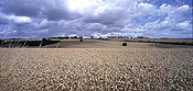 un, Farming, Farmland, farm, farms, Agriculture, rural, rural scene, rural scenes, crop, crops, wheat, wheat crop, wheat crops, wheat field, wheat fields, field, fields, cloud, clouds.