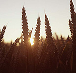 Farming, Farmland, farm, farms, Agriculture, rural, rural scene, rural scenes, crop, crops, wheat, wheat crop, wheat crops, wheat field, wheat fields, sunset, sunsets, sunrises and sunsets, mood, mood scene, mood scenes.