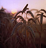 Farming, Farmland, farm, farms, Agriculture, rural, rural scene, rural scenes, crop, crops, wheat, wheat crop, wheat crops, wheat field, wheat fields, sun, the sun, mood, mood scene, mood scenes, sunset, sunsets, sunrises and sunsets.