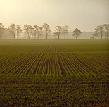 Farming, Farmland, farm, farms, Agriculture, rural, rural scene, rural scenes, crop, crops, wheat, wheat crop, wheat crops, wheat field, wheat fields, seedling, seedlings, field, fields, england, great britain, united kingdom, uk.