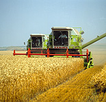 Farming, Farmland, farm, farms, Agriculture, rural, rural scene, rural scenes, crop, crops, wheat, wheat crop, wheat crops, wheat field, wheat fields, harvest, harvests, harvesting, combine harvester, combine harvesters, machine, machines, machinery, farm machinery, farm equipment, equipment, farmer, farmers, occupation, occupations.