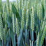 Farming, Farmland, farm, farms, Agriculture, rural, rural scene, rural scenes, crop, crops, wheat, wheat crop, wheat crops, wheat field, wheat fields.