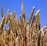 Farming, Farmland, farm, farms, Agriculture, rural, rural scene, rural scenes, crop, crops, wheat, wheat crop, wheat crops, wheat field, wheat fields.