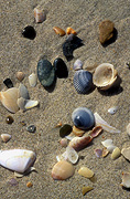 Sand, shell, shells, beach, beaches, australian beaches.