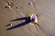 Sand, shell, shells, beach, beaches, australian beaches.