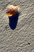 Sand, shell, shells, beach, beaches, australian beaches.