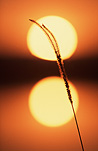 Sun, the sun, sunrise, sunrises, sunset, sunsets, sunrises and sunsets, circle, circles.