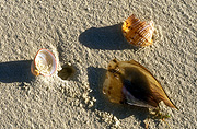 Australia, sand, shell, shells, beach, beaches, australian beaches.