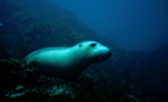 AUSTRALIAN SEA-LION (NEOPHOCA CINEREA) KANGAROO ISLAND, SOUTH AUSTRALIA