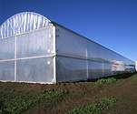Farming, Farmland, farm, farms, vegetable, vegetables, tomato, tomatoes, agriculture, rural scene, rural, rural scenes, hothouse, hothouses, hot house, hot houses, greenhouse, greenhouses, plastic, australia, plastic, australia, vic, victoria.