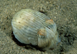 STRIPED PYJAMA SQUID (SEPIOLOIDEA LINEOLATA) JERVIS BAY, NEW SOUTH WALES, AUSTRALIA
