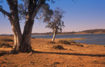 Australia, New South Wales, Eucumbene, lake eucumbene, lake, lakes, tree, trees, water, middling, middling bank, middlingbank.